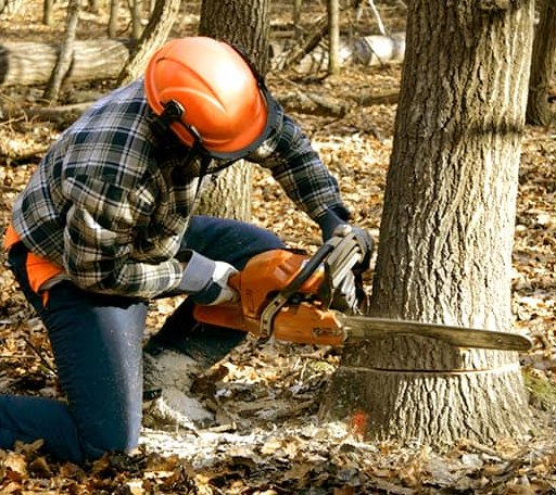 Tree Removal in Coatesville, IN